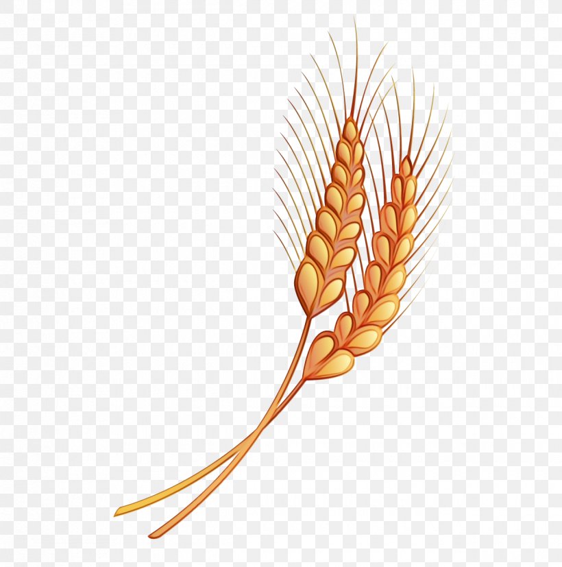 Wheat, PNG, 1240x1251px, Watercolor, Flower, Flowering Plant, Food Grain, Grass Family Download Free