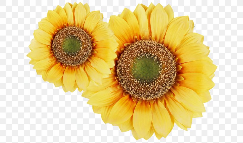 Common Sunflower Plant, PNG, 668x483px, 3d Computer Graphics, Common Sunflower, Annual Plant, Cut Flowers, Daisy Family Download Free