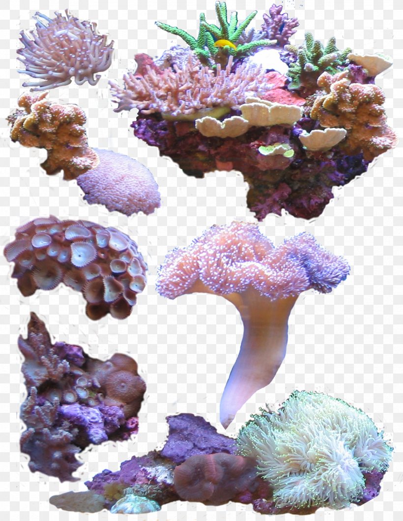 Coral Sea, PNG, 1237x1600px, Coral, Cnidaria, Coral Reef, Invertebrate, Marine Biology Download Free