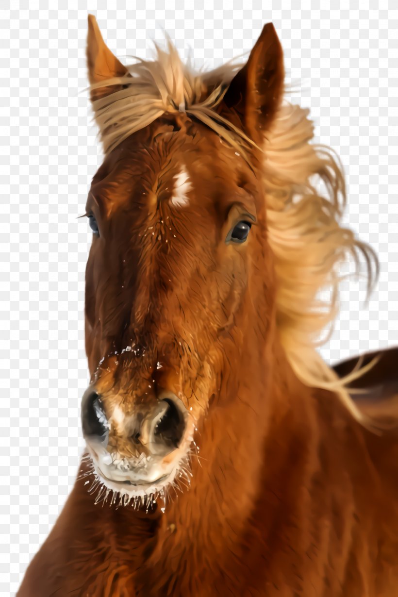 Horse Sorrel Mane Mustang Horse Snout, PNG, 1632x2448px, Horse, Liver, Mane, Mare, Mustang Horse Download Free