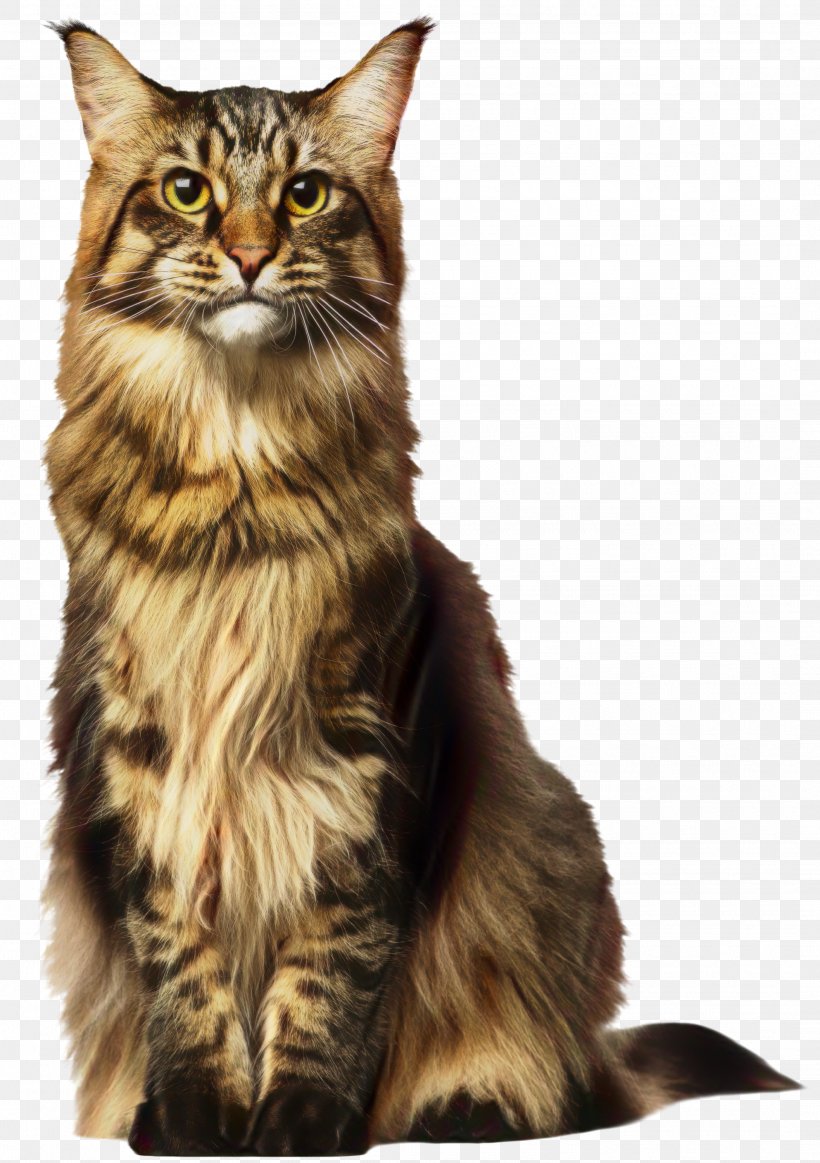 Maine Coon Persian Cat Dog Bengal Cat Image, PNG, 2115x3000px, Maine Coon, American Bobtail, American Wirehair, Animal, Asian Download Free