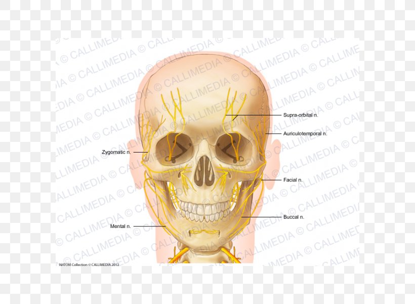 Nerve Head And Neck Anatomy Anterior Triangle Of The Neck, PNG, 600x600px, Nerve, Anatomy, Anterior Triangle Of The Neck, Bone, Coronal Plane Download Free