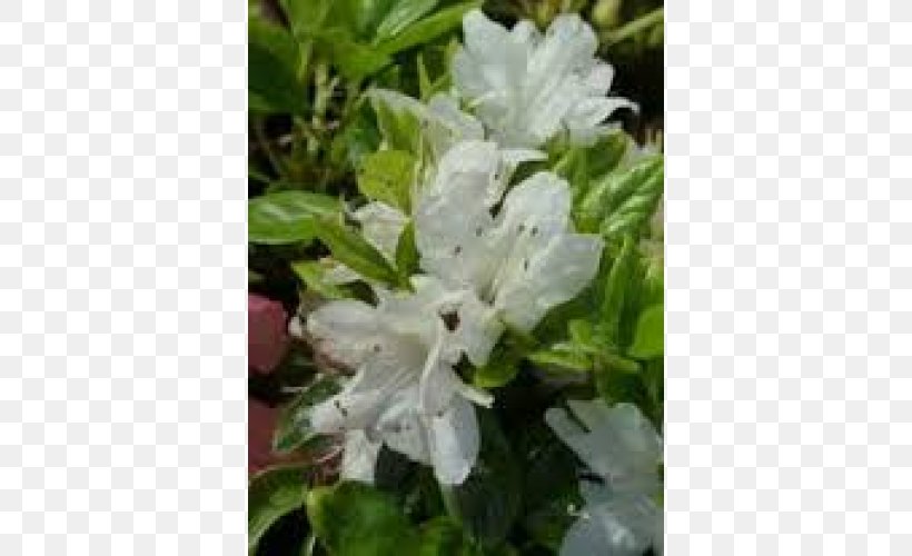 Azalea Lilac Subshrub, PNG, 500x500px, Azalea, Flower, Flowering Plant, Lilac, Plant Download Free