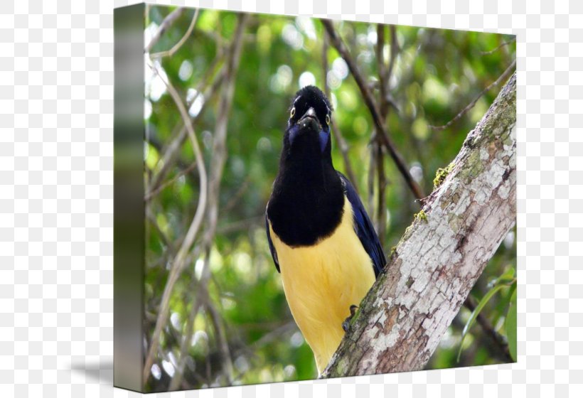 Beak Animal, PNG, 650x560px, Beak, Animal, Bird, Crow Like Bird, Fauna Download Free