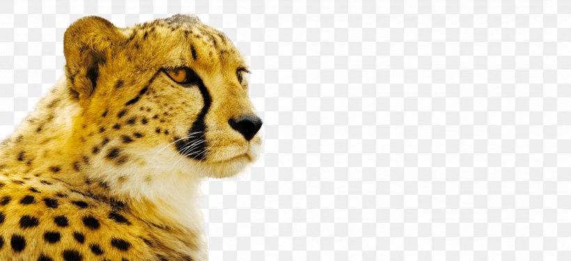 Cheetah Cat Royalty-free Stock Photography Stock.xchng, PNG, 3313x1519px, Cheetah, Animal, Big Cat, Big Cats, Carnivoran Download Free
