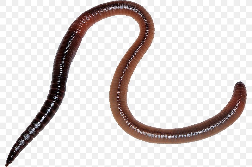 Earthworm, PNG, 788x545px, Earthworm, Invertebrate, Ringed Worm, Worm Download Free