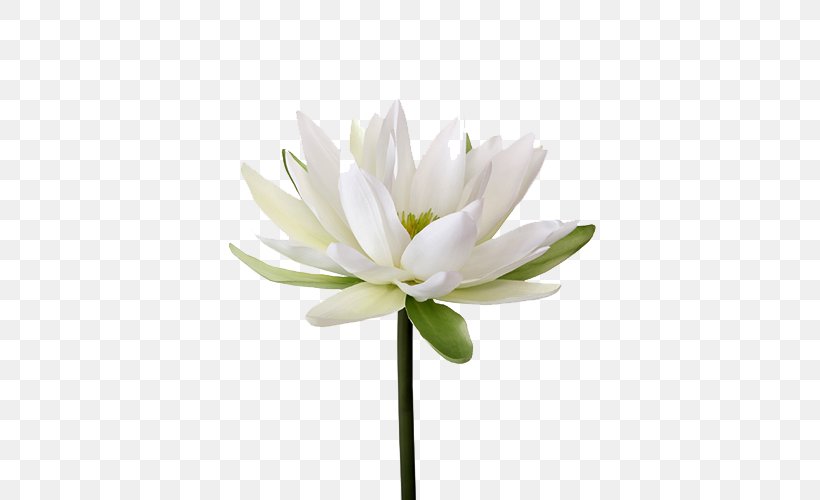 Easter Lily Nymphaea Alba Flower Petal Lilium Candidum, PNG, 500x500px, Easter Lily, Artificial Flower, Arumlily, Cut Flowers, Floristry Download Free