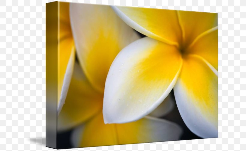 Flower Still Life Photography Close-up Petal, PNG, 650x504px, Flower, Close Up, Closeup, Flora, Macro Download Free