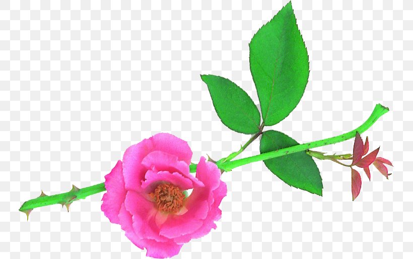 Garden Roses Cut Flowers Desktop Wallpaper Centifolia Roses, PNG, 746x514px, Garden Roses, Art, Artificial Flower, Branch, Bud Download Free