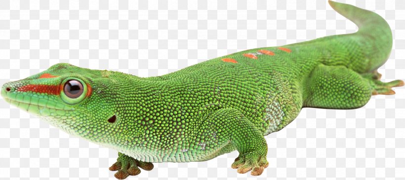 Lizard Reptile Computer Graphics, PNG, 2429x1084px, Lizard, Animal, Animal Figure, Chart, Computer Graphics Download Free