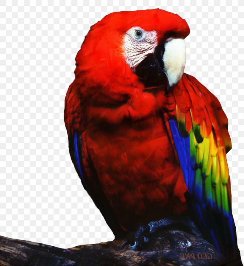 Lovebird True Parrot Cat Pet, PNG, 1151x1254px, Bird, Adaptation, Animal, Beak, Cage Download Free