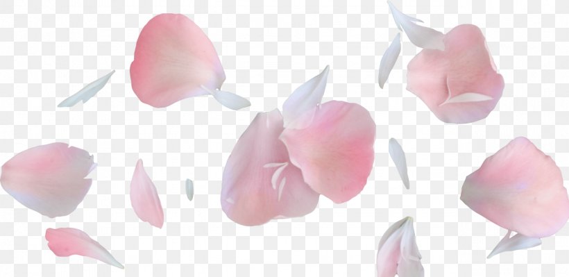 Petal Flower, PNG, 1278x623px, Petal, Cut Flowers, Flower, Flowering Plant, Garden Roses Download Free