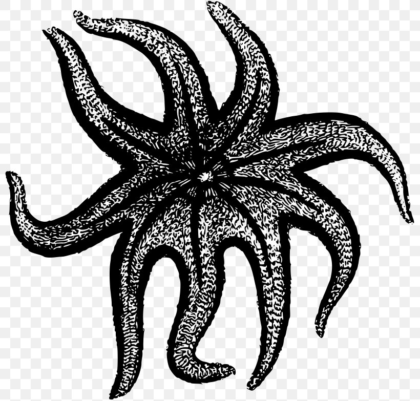 Starfish Photography Silhouette Clip Art, PNG, 800x783px, Starfish, Black And White, Cartoon, Drawing, Echinoderm Download Free
