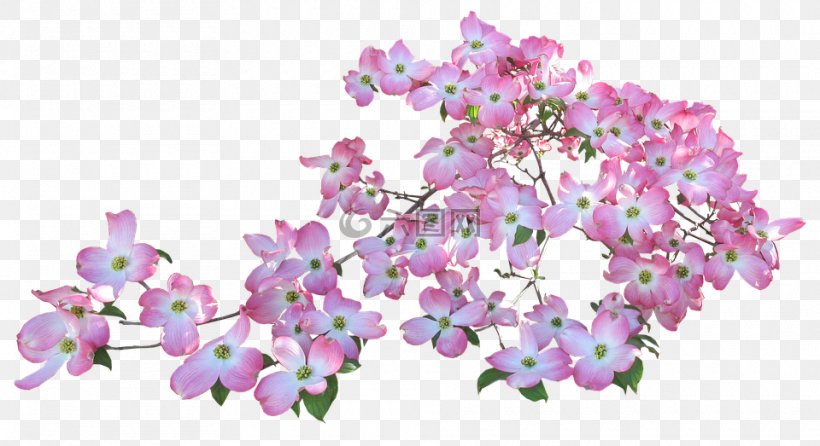 Stock.xchng Flowering Dogwood Illustration Royalty-free Floral Design, PNG, 960x523px, Flowering Dogwood, Blossom, Branch, Cornelian Cherry, Cut Flowers Download Free