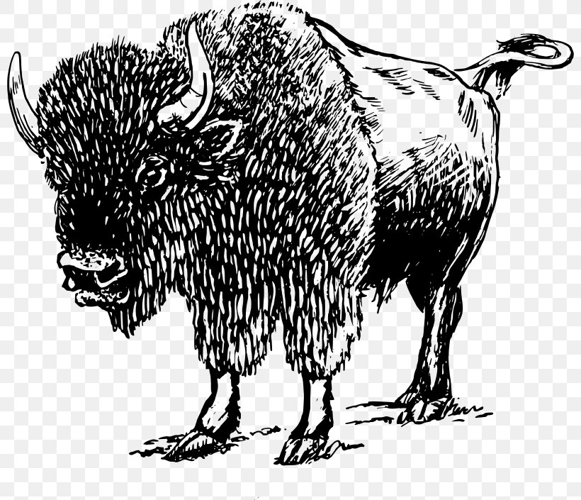 American Bison Clip Art, PNG, 800x705px, American Bison, Art, Bison, Black And White, Bull Download Free