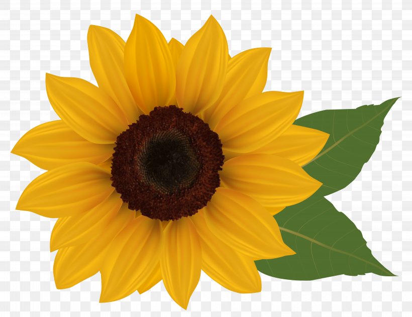 Common Sunflower Clip Art, PNG, 6078x4682px, Common Sunflower, Daisy Family, Flower, Flowering Plant, Image File Formats Download Free