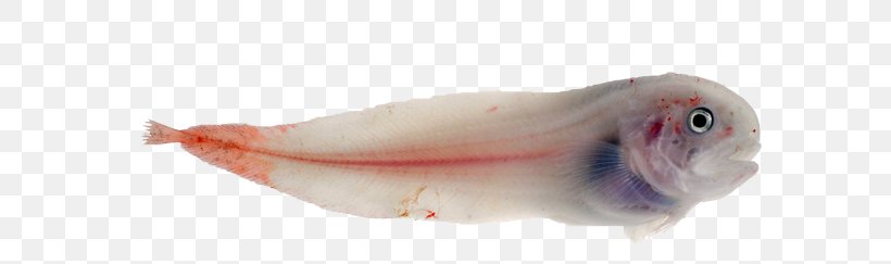 Fish Products Pink M Fauna, PNG, 600x243px, Fish Products, Fauna, Fish, Organism, Pink Download Free