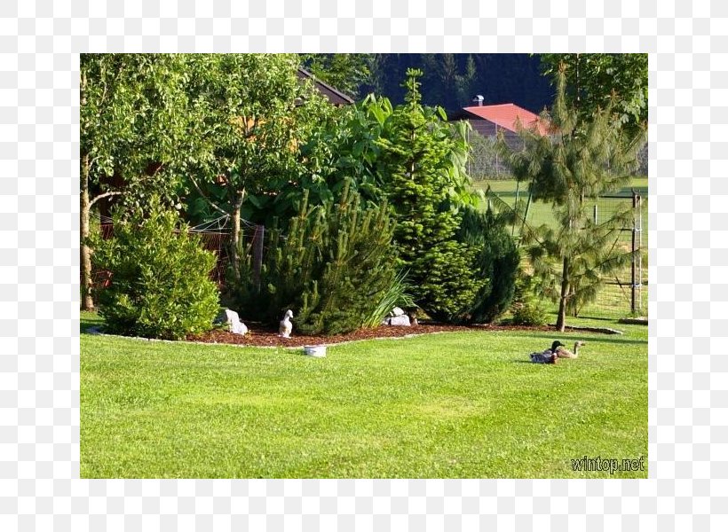 Property Landscape Biome Grasses Land Lot, PNG, 800x600px, Property, Backyard, Biome, Ecosystem, Evergreen Download Free