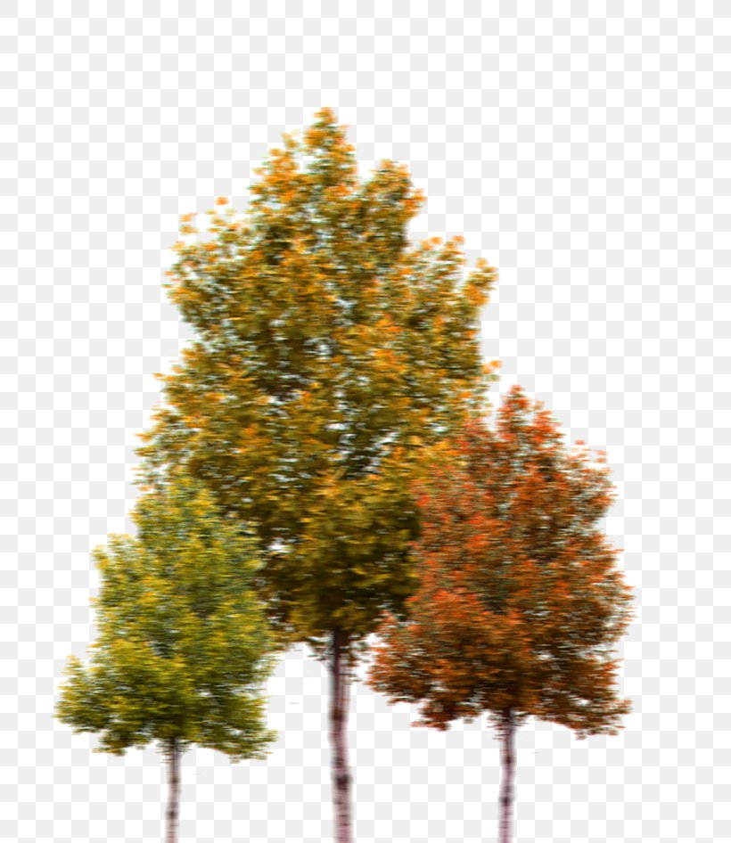 Silver Birch Tree Wood Clip Art Plants, PNG, 755x946px, Silver Birch, Autumn, Biome, Birch, Branch Download Free