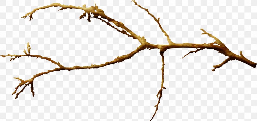 Branch Leaf Plant Stem Twig, PNG, 2392x1129px, Branch, Brown, Data Compression, Digital Image, Information Download Free