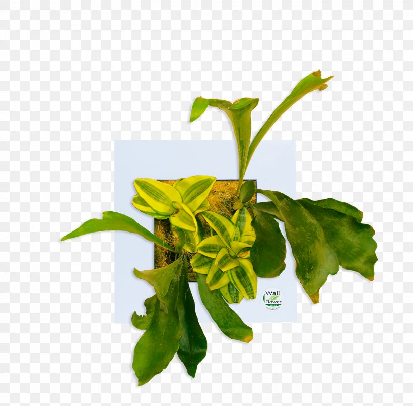 Leaf Java Herb Wallflower Plant Stem, PNG, 1552x1524px, Leaf, Flowerpot, Herb, Herbal, Java Download Free