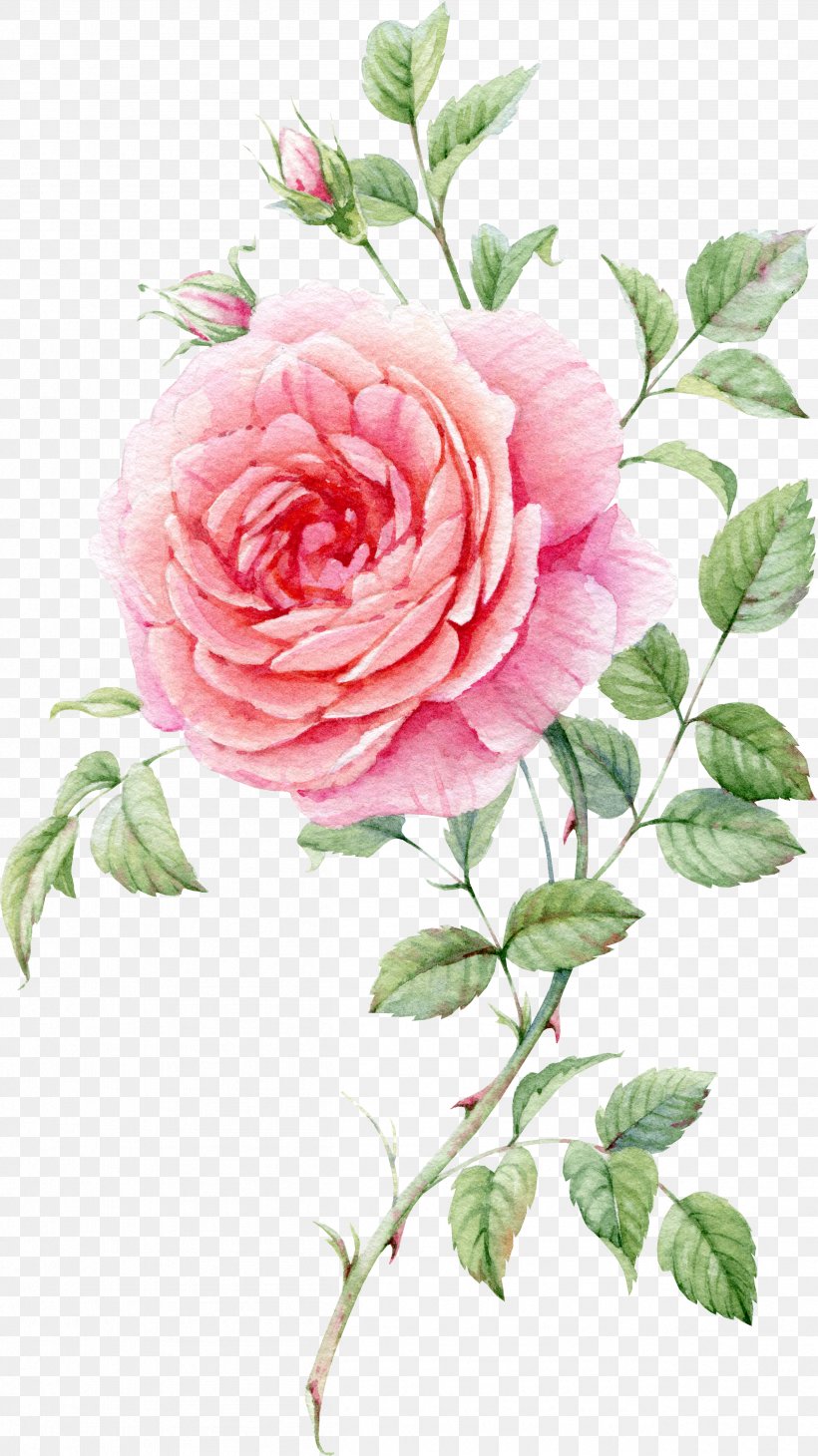 Still Life: Pink Roses Watercolor Painting, PNG, 2516x4482px, Still Life Pink Roses, Blossom, Branch, Color, Cut Flowers Download Free