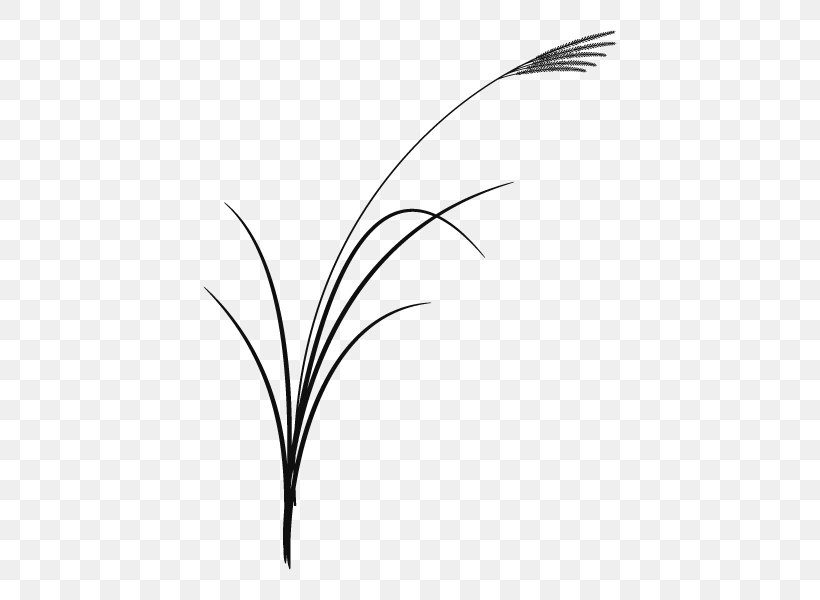 Twig Grasses Plant Stem Leaf Desktop Wallpaper, PNG, 600x600px, Twig, Black And White, Branch, Computer, Feather Download Free