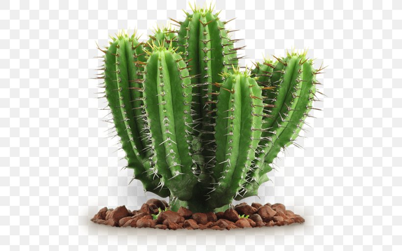 Cactaceae Succulent Plant, PNG, 524x512px, Cactaceae, Acanthocereus Tetragonus, Barbary Fig, Cactus, Caryophyllales Download Free