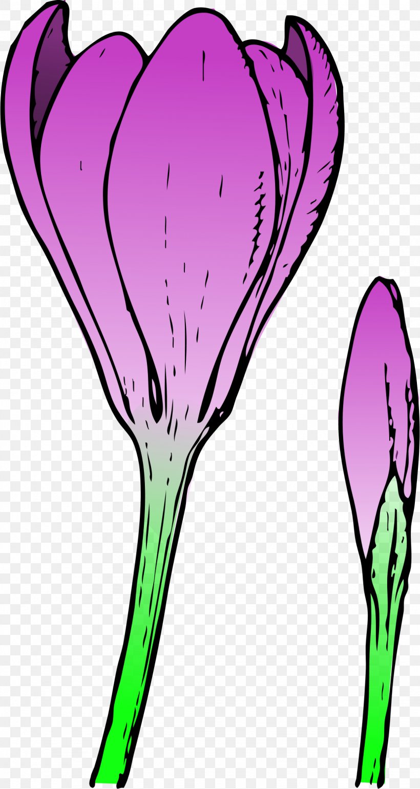 Crocus Chrysanthus Crocus Vernus Flower Bud Clip Art, PNG, 1229x2311px, Crocus Chrysanthus, Artwork, Blossom, Branch, Bud Download Free