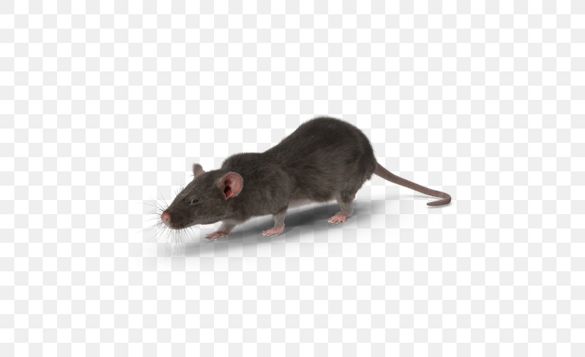 Mouse Cartoon, PNG, 500x500px, Laboratory Rat, Animal, Black Rat, Fancy Rat, Gerbil Download Free
