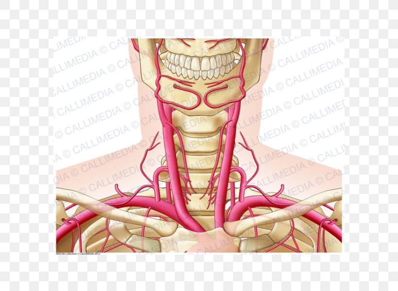 Neck Artery Human Anatomy Head, PNG, 600x600px, Watercolor, Cartoon, Flower, Frame, Heart Download Free
