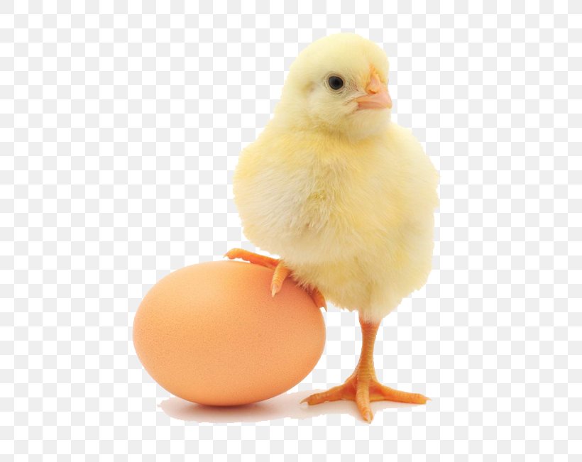 Plymouth Rock Chicken Lohmann Brown Orpington Chicken Organic Food Egg, PNG, 650x651px, Plymouth Rock Chicken, Beak, Bird, Chicken, Chicken Or The Egg Download Free