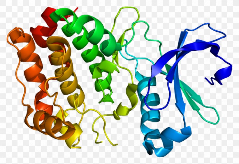 Serine/threonine-specific Protein Kinase Protein Kinase B, PNG, 850x583px, Kinase, Artwork, Aurora A Kinase, Enzyme, Organism Download Free