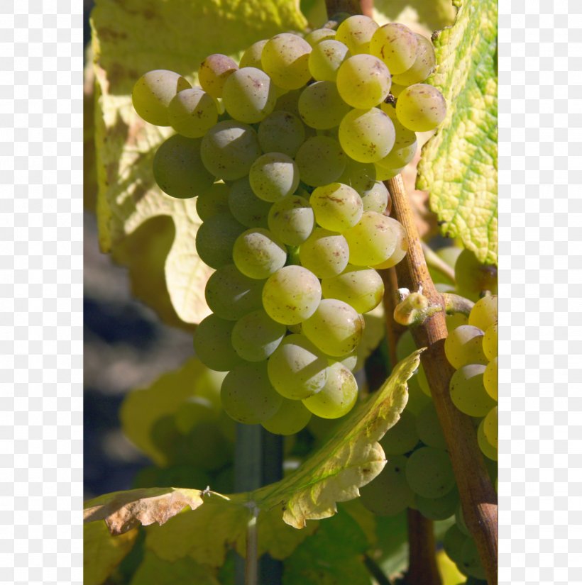 Sultana Grape Varietal Swiss Wine Heida, PNG, 1431x1440px, Sultana, Advertising, Canton Of Valais, Flowering Plant, Food Download Free