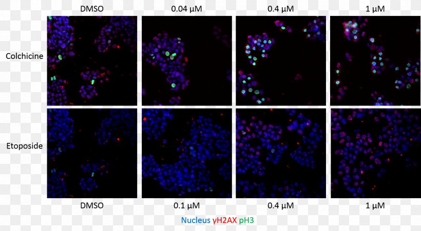 Clastogen Genotoxicity Aneugen Phosphine Information, PNG, 1737x957px, Phosphine, Assay, Blastocyst, Cell, Computer Download Free