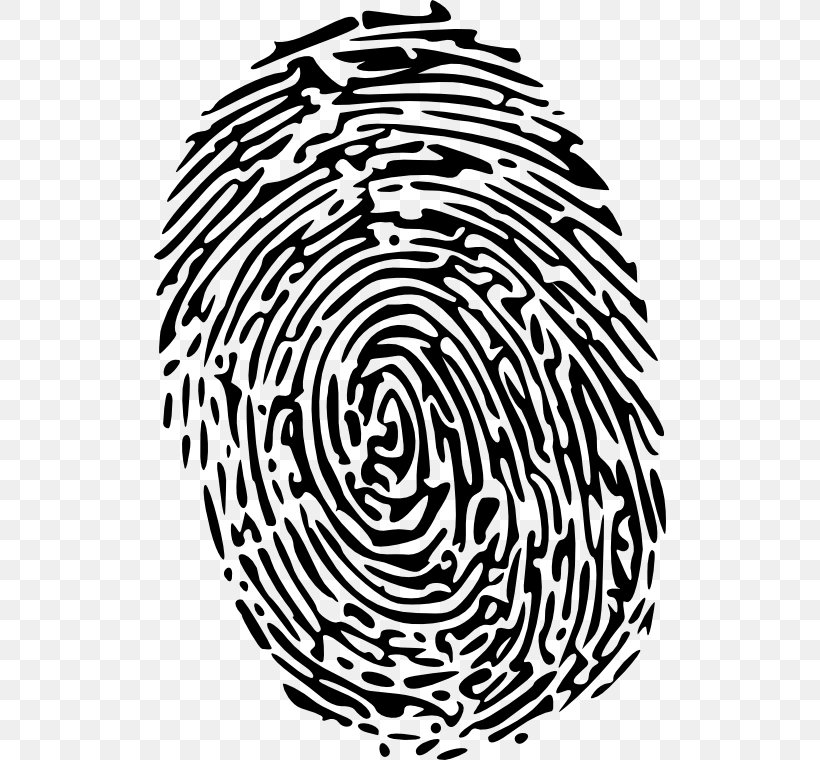 Fingerprint Clip Art, PNG, 512x760px, Fingerprint, Black And White, Drawing, Finger, Flowering Plant Download Free