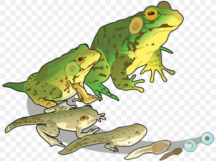Goliath Frog Edible Frog Salamander Tadpole, PNG, 1280x957px ...