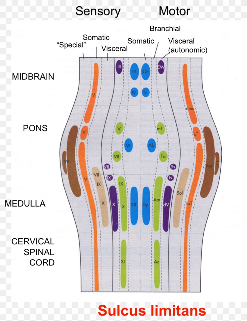 Somatosensory System Central Nervous System Neuroanatomy Cranial Nerves, PNG, 830x1077px, Somatosensory System, Anatomy, Area, Autonomic Nervous System, Brain Download Free