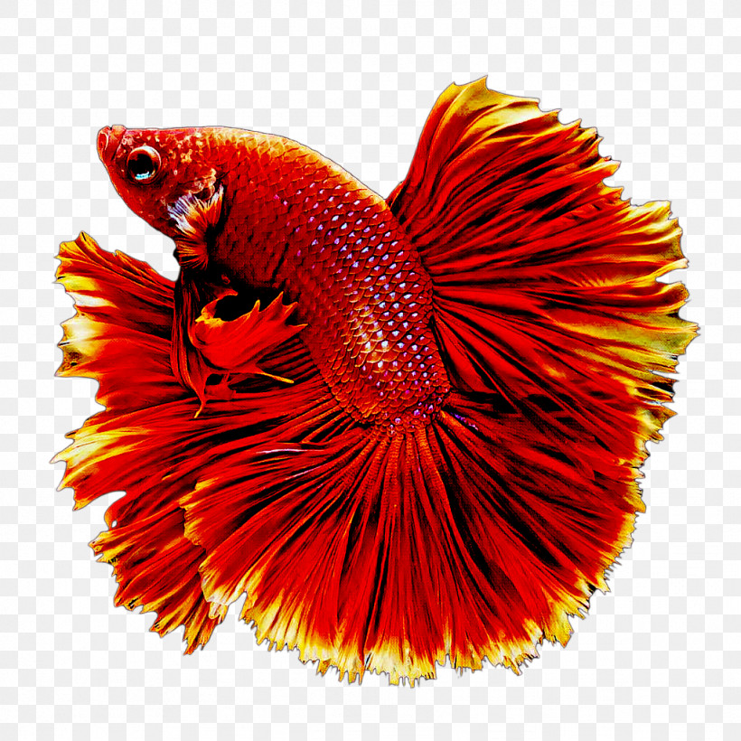 Fish Goldfish Siamese Fighting Fish Koi Butterfly Koi, PNG, 1024x1024px, Fish, Aquarium, Butterfly Koi, Drawing, Goldfish Download Free