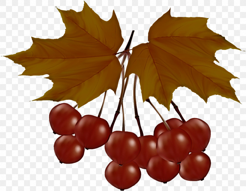 Holly, PNG, 1159x900px, Grape Leaves, Grape, Grapevine Family, Holly, Leaf Download Free