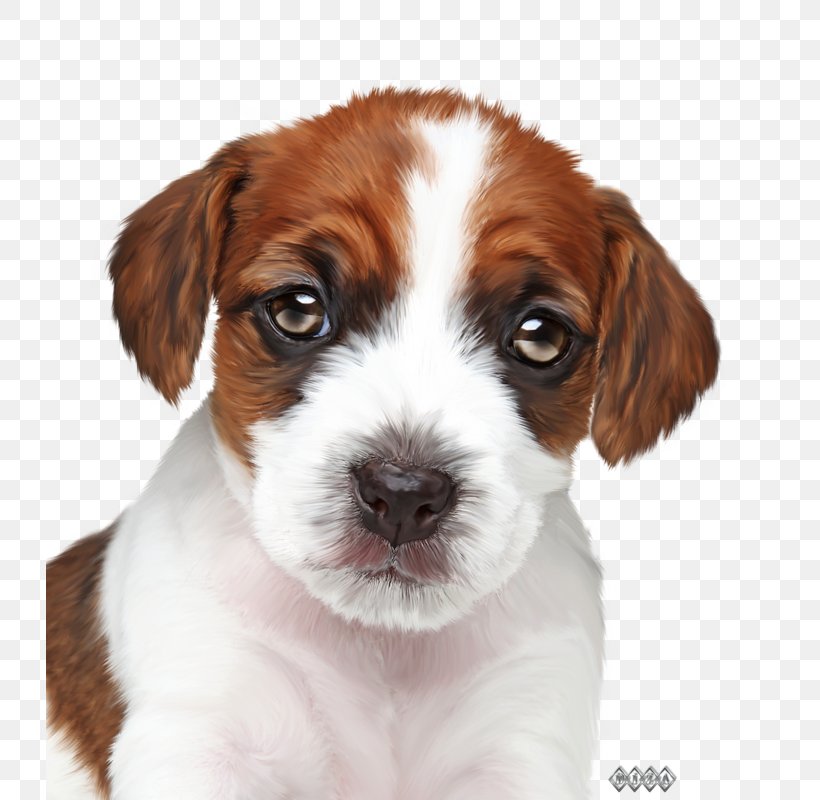 Jack Russell Terrier Puppy Veterinary Medicine Paraveterinary Worker Veterinarian, PNG, 728x800px, Jack Russell Terrier, Animal, Carnivoran, Cat, Companion Dog Download Free