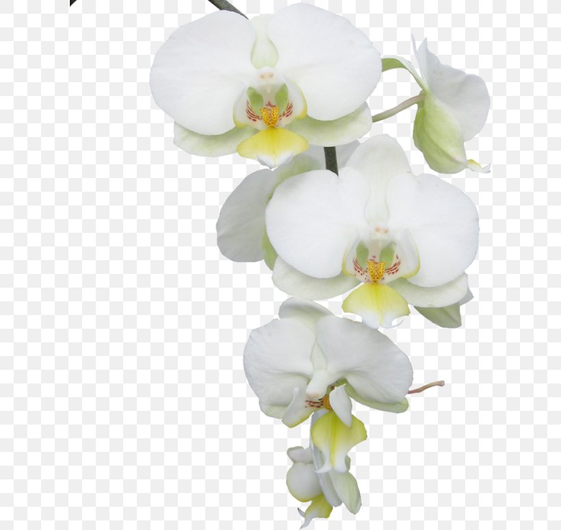 Moth Orchids Flower Butterfly Clip Art, PNG, 615x774px, Moth Orchids, Artificial Flower, Blossom, Branch, Butterfly Download Free
