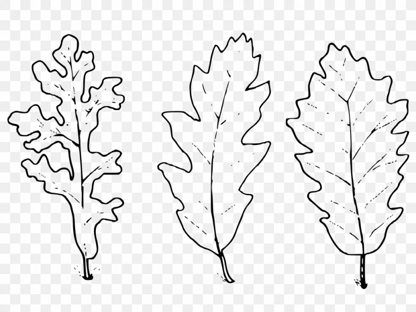 Quercus Cerris Leaf Ma Che Freddo Fa Vivere Il Mio Tempo Information, PNG, 1024x768px, Quercus Cerris, Black And White, Branch, Drawing, Flora Download Free