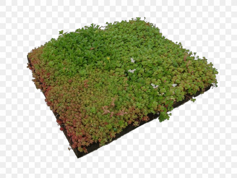 Vegetation Groundcover Lawn Tree Herb, PNG, 1200x900px, Vegetation, Grass, Groundcover, Herb, Lawn Download Free