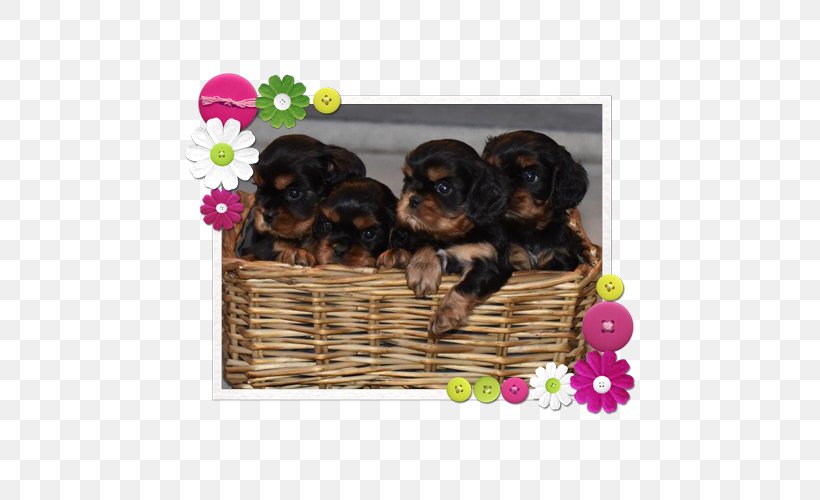 Yorkshire Terrier Puppy Sporting Group Dog Breed Razas Nativas Vulnerables, PNG, 500x500px, Yorkshire Terrier, Breed, Carnivoran, Crossbreed, Dog Download Free