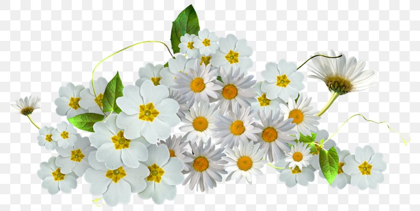 Chamomile Clip Art, PNG, 800x413px, Chamomile, Branch, Chamaemelum Nobile, Common Daisy, Cut Flowers Download Free