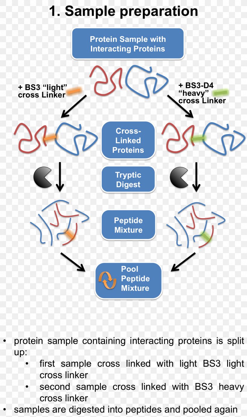 Cross-link Mass Spectrometry Interactome Protein Immunoprecipitation, PNG, 1292x2181px, Crosslink, Affinity Chromatography, Area, Cell, Chromatography Download Free