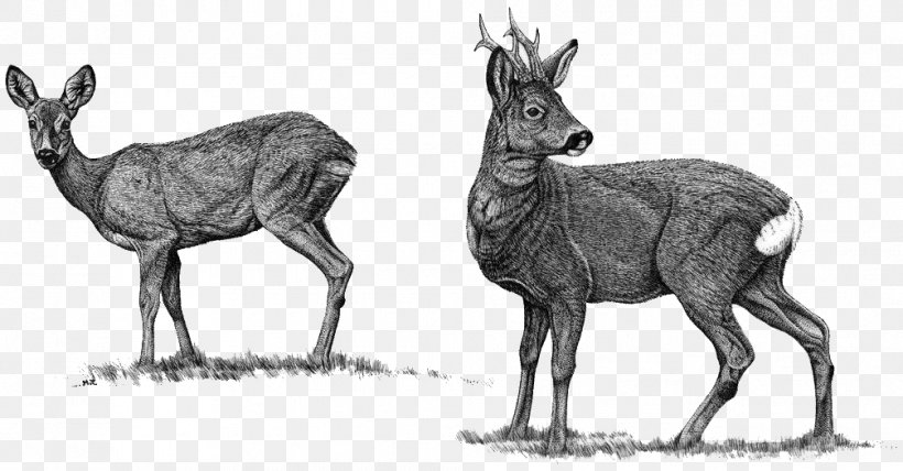 Elk Roe Deer Red Deer Moose Reindeer, PNG, 1006x526px, Elk, Antelope, Antler, Black And White, Caza A Rececho Download Free