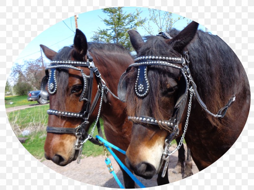 Horse Harnesses Twin Ports Bridle Rein, PNG, 1000x750px, Horse, Bit, Bridle, Carriage, Equestrian Download Free
