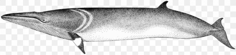 Porpoise Line Art Cetacea White, PNG, 1186x278px, Porpoise, Black And White, Cetacea, Dolphin, Fish Download Free
